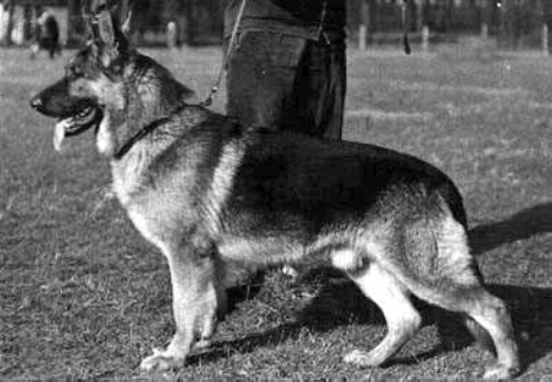 German Shepherd