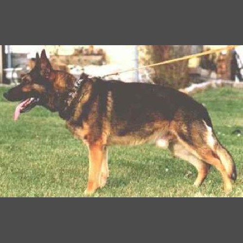 German Shepherd