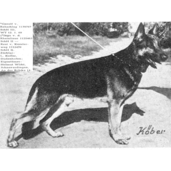 German Shepherd