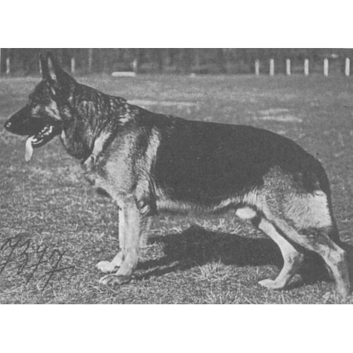German Shepherd
