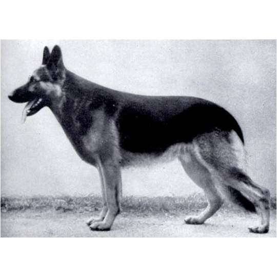 German Shepherd