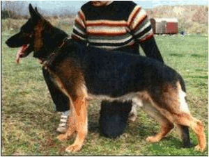 German Shepherd