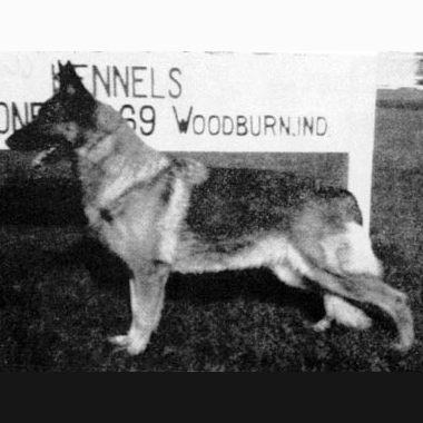 German Shepherd