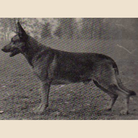 German Shepherd