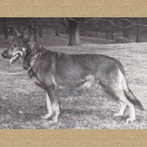 German Shepherd