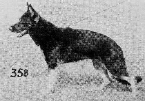 German Shepherd