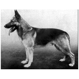 German Shepherd
