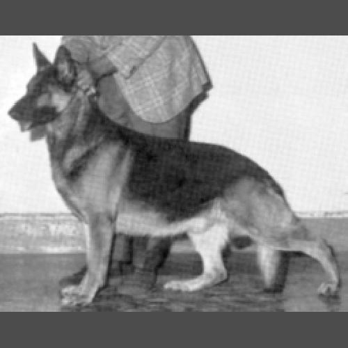 German Shepherd