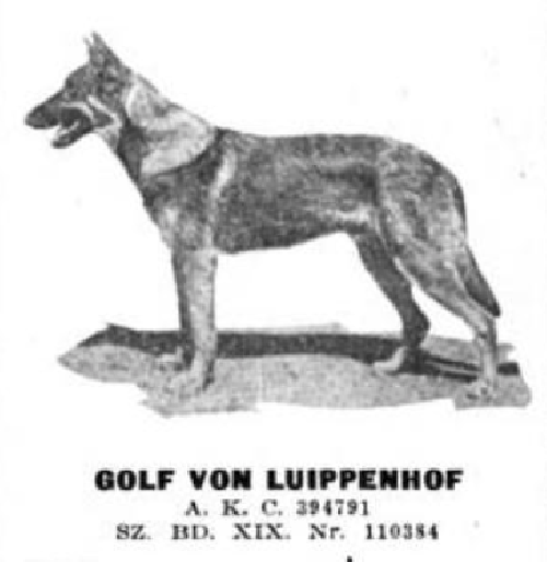 German Shepherd