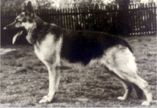 German Shepherd