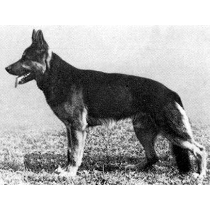 German Shepherd