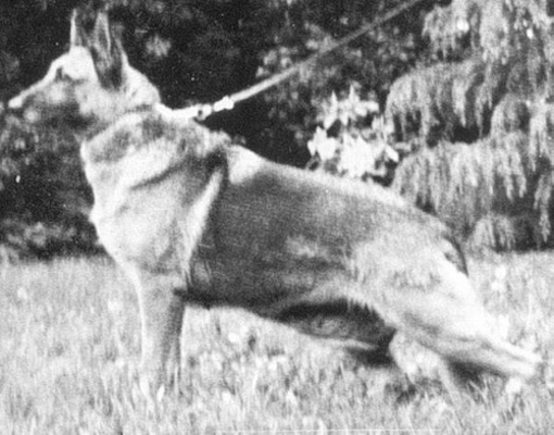 German Shepherd