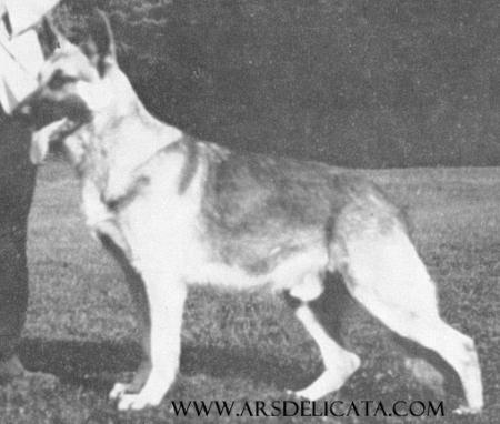 German Shepherd