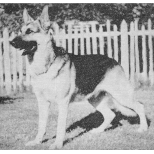 German Shepherd