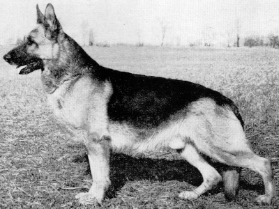 German Shepherd
