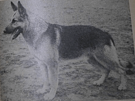 German Shepherd