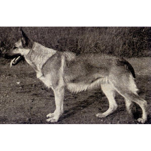 German Shepherd