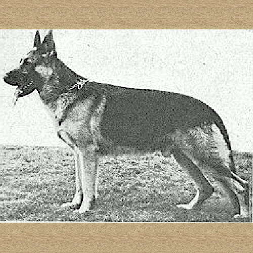German Shepherd