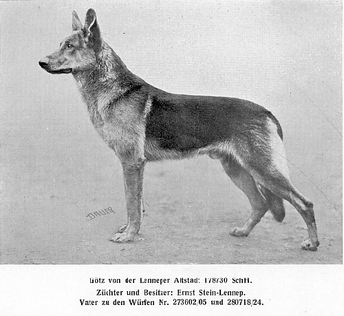 German Shepherd