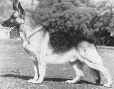 German Shepherd