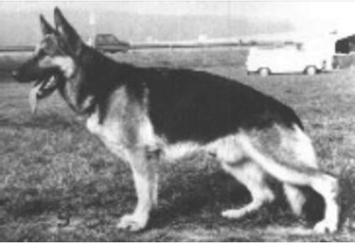 German Shepherd