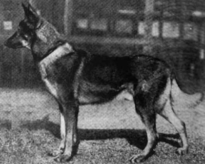 German Shepherd