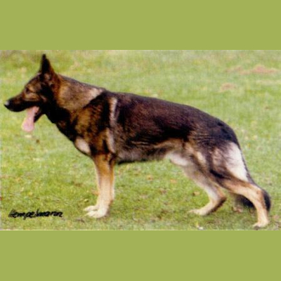 German Shepherd