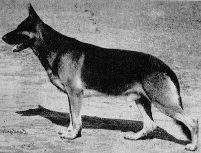 German Shepherd