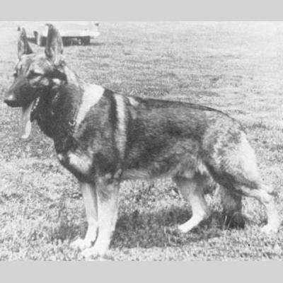 German Shepherd