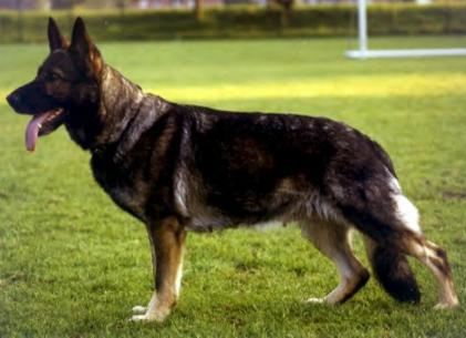 German Shepherd