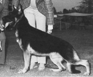 German Shepherd