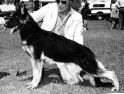 German Shepherd