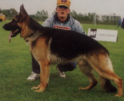 German Shepherd