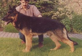 German Shepherd