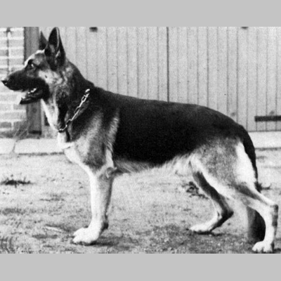 German Shepherd