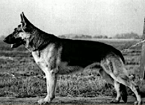 German Shepherd