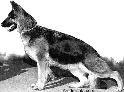 German Shepherd