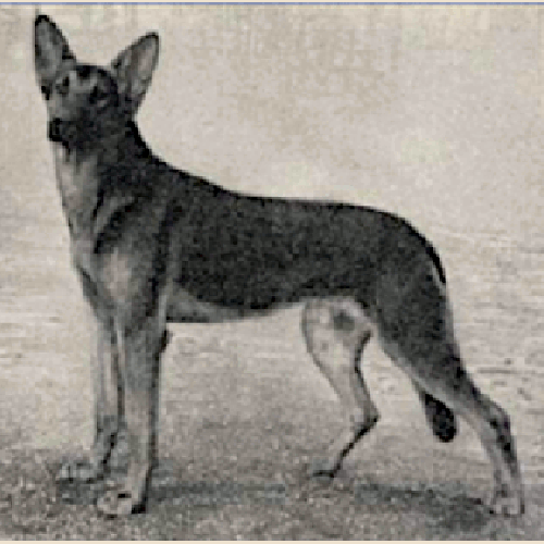 German Shepherd