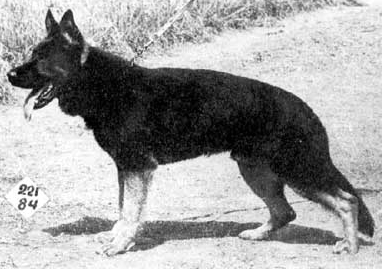German Shepherd