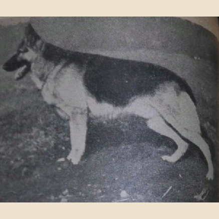 German Shepherd