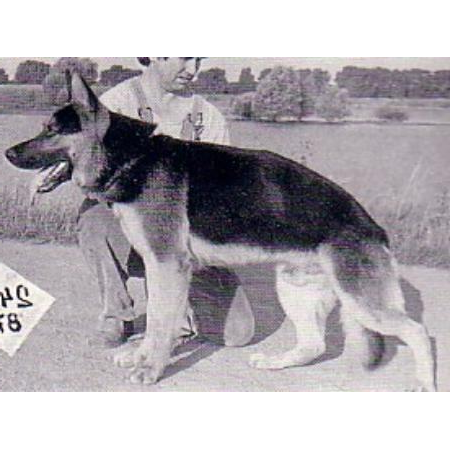 German Shepherd