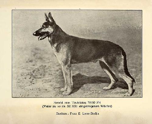 German Shepherd