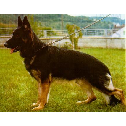 German Shepherd