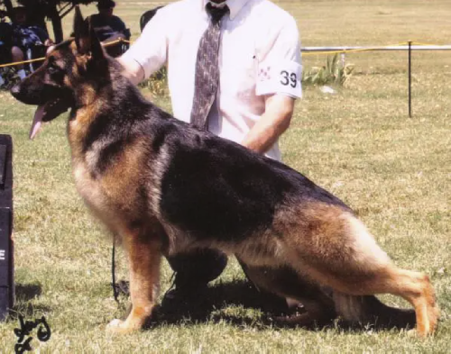 German Shepherd