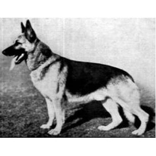 German Shepherd