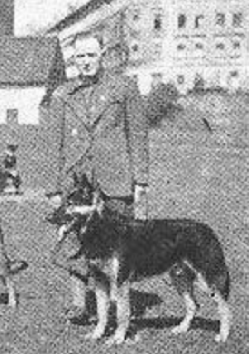 German Shepherd