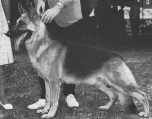 German Shepherd