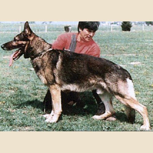 German Shepherd