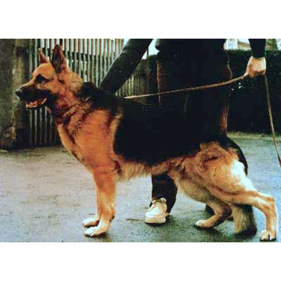 German Shepherd