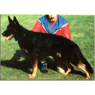 German Shepherd